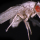 Illustration for article titled This space fly proves that humans arent cut for interplanetary travel